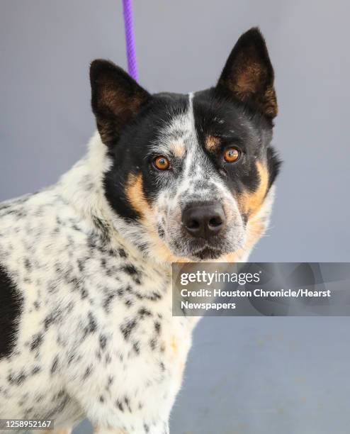 Bluey is a 4-year-old, male, Australian Cattle dog mix available for adoption at Harris County Pets, photographed Wednesday, Jan. 26 in Houston....
