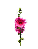 Pink  hollyhock or alcea rosea blomming with green bud and long stem patterns isolated on white background , clipping path