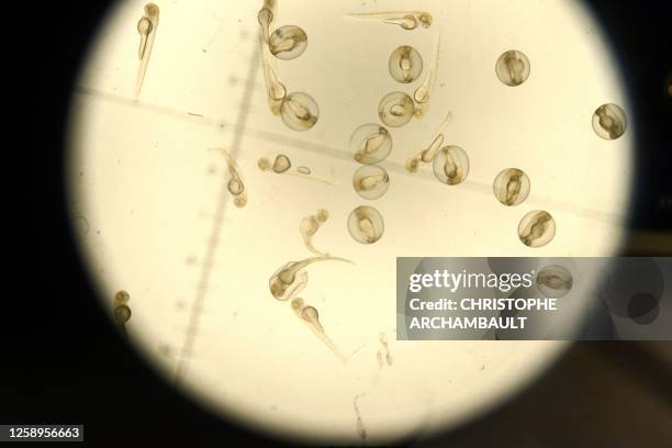 Embryo Disk Microscope 12,063 Embryology Stock Photos, High-Res Pictures, and Images - Getty ...