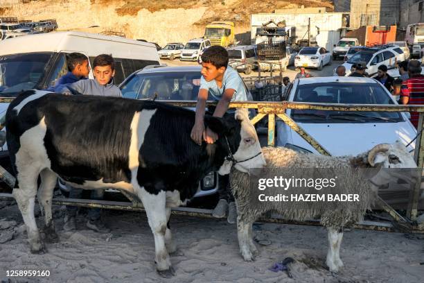 Boy holds on to the neck of a cow standing next to sheep at a livestock market in the occupied West Bank city of Hebron on June 23 as Palestinians...