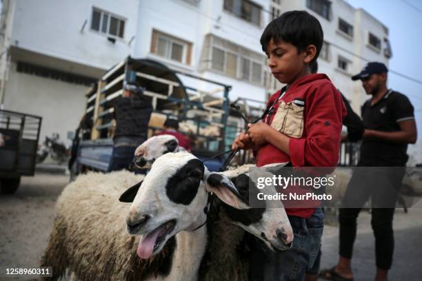 Palestinians cattle vendors are selling their sheep at a street market in Gaza City, Palestine, on June 23 in preparation for the Muslim holiday of...