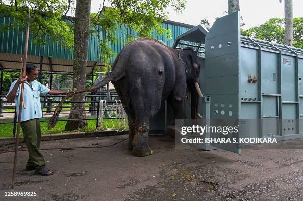 Muthu Raja Sri Lankan mahout Upul Jayaratne guides Muthu Raja inside a cage ...