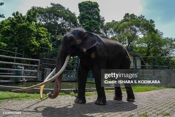 Muthu Raja Elephant Muthu Raja walks in an enclosure at Dehiwala Zoo in Colombo ...
