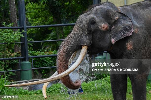 Muthu Raja 458 Raja (Elephant) Stock Photos, High-Res Pictures, and Images - Getty ...