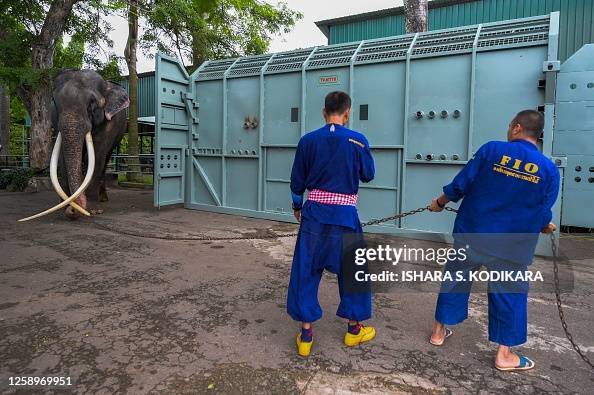 Muthu Raja Thai keepers lead elephant Muthu Raja past a cage during his... News ...