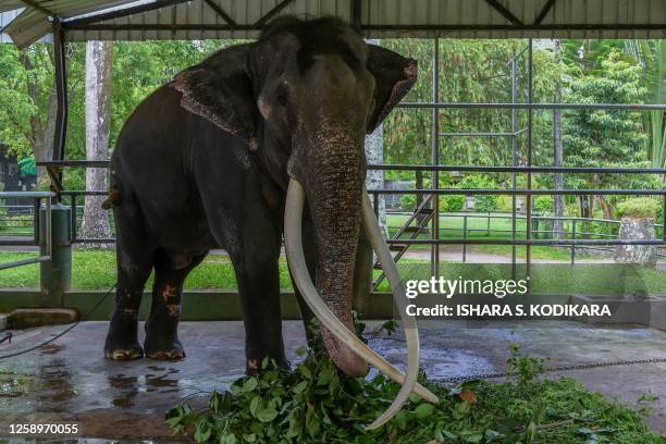 Elephant Muthu Raja elephant feeds at Dehiwala Zoo in Colombo on June 23 ahead of his relocation to Thailand. An ailing Thai elephant is being...