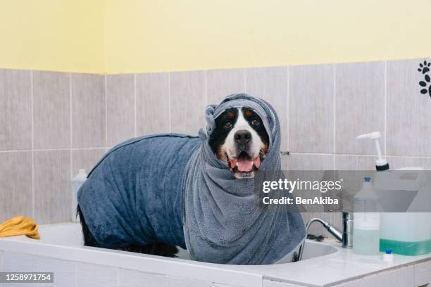 bernese mountain dog after washing - enrolado em toalha de banho imagens e fotografias de stock