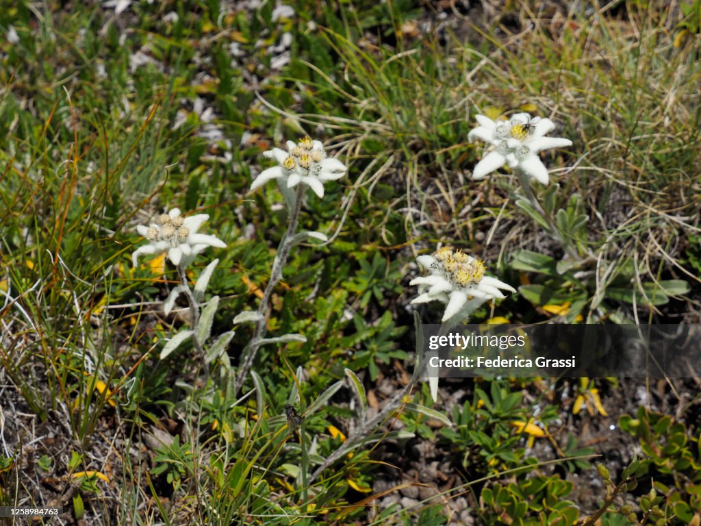 Alpine Star or Edelweiss (Leontopodium nivale) Flowering at Passo di Gana Negra in Blenio Valley (Valle di Blenio)