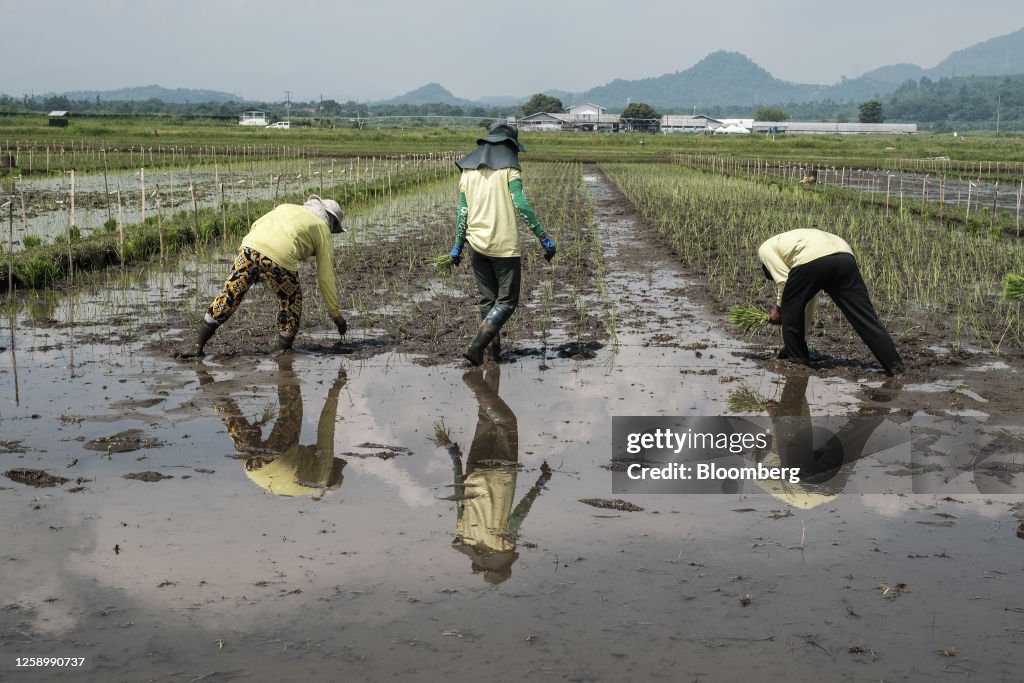 Transplanted Rice Farmers transplant rice seedlings at the International Rice Research ...