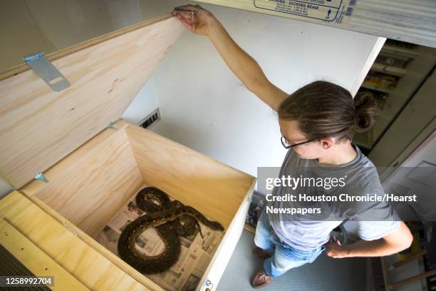 Travis Crisman shows a reticulated python, one of several snakes, confiscated from a home in the Heights on Wednesday, June 18 in Houston. Harris...