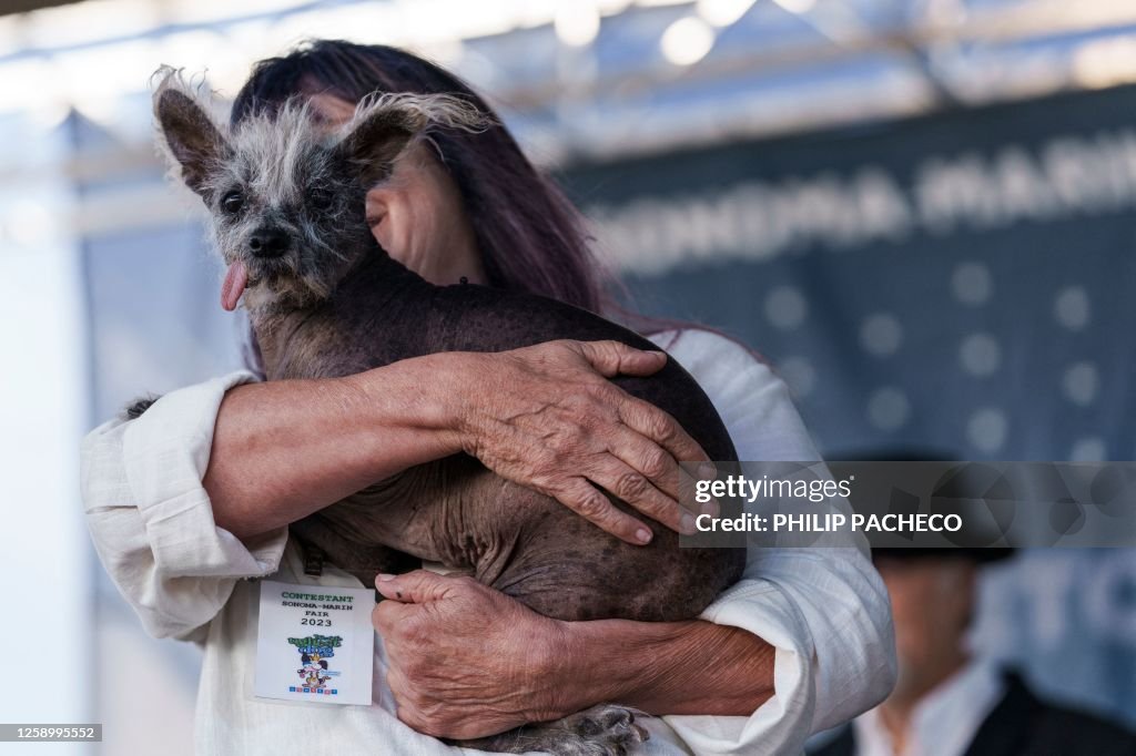 US-ANIMAL-DOG