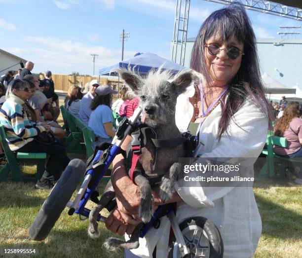 June 2023, USA, Petaluma: Scooter, a seven-year-old Chinese crested dog, in his running wheel frame is held by his owner Linda Elmquist after winning...