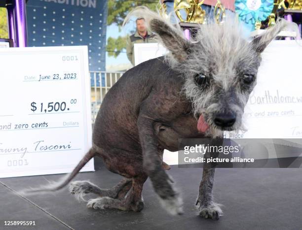 June 2023, USA, Petaluma: Scooter, a seven-year-old Chinese crested dog, sits on stage after winning first place in the "World's Ugliest Dog" contest...