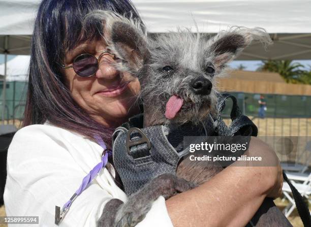 June 2023, USA, Petaluma: Scooter, a seven-year-old Chinese crested dog, is kept by his owner Linda Elmquist after winning first place in the...