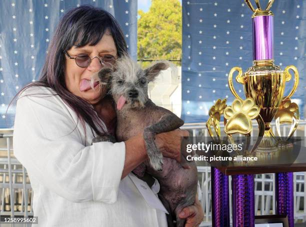 June 2023, USA, Petaluma: Scooter, a seven-year-old Chinese crested dog, is kept by his owner Linda Elmquist after winning first place in the...