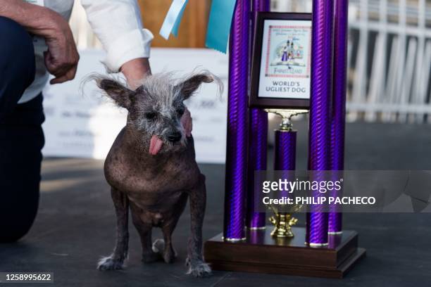 Scooter, a Chinese Crested, owned by Linda Elmquist is awarded first place, on stage during the annual World's Ugliest Dog contest at the...