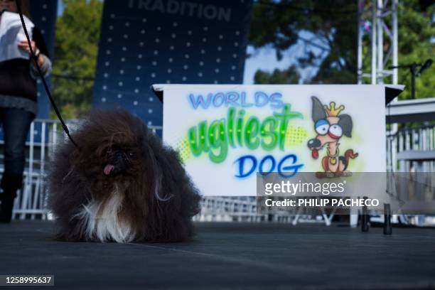 Wild Thang, a Pekingese, owned by Anne Lewis from Coos Bay, Oregon, competes on stage during the annual World's Ugliest Dog contest at the...