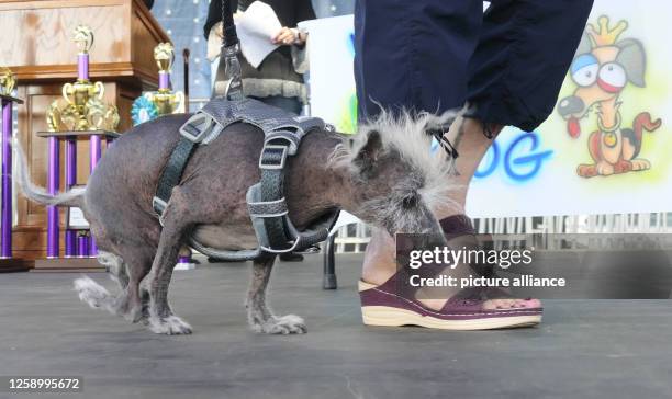 June 2023, USA, Petaluma: Scooter, a seven-year-old Chinese crested dog, walks next to his owner Linda Elmquist after winning first place in the...