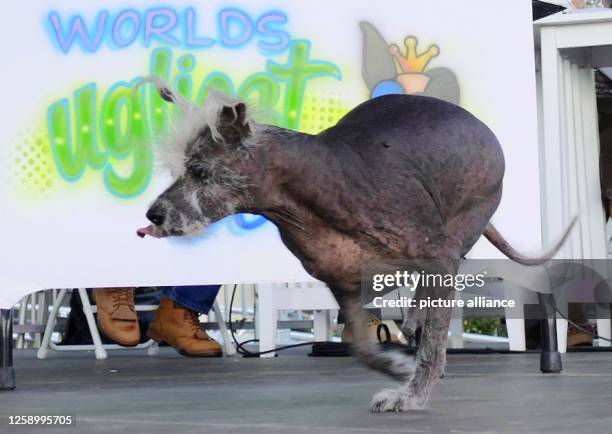 June 2023, USA, Petaluma: Scooter, a seven-year-old Chinese crested dog, walks across the stage after winning first place in the "World's Ugliest...