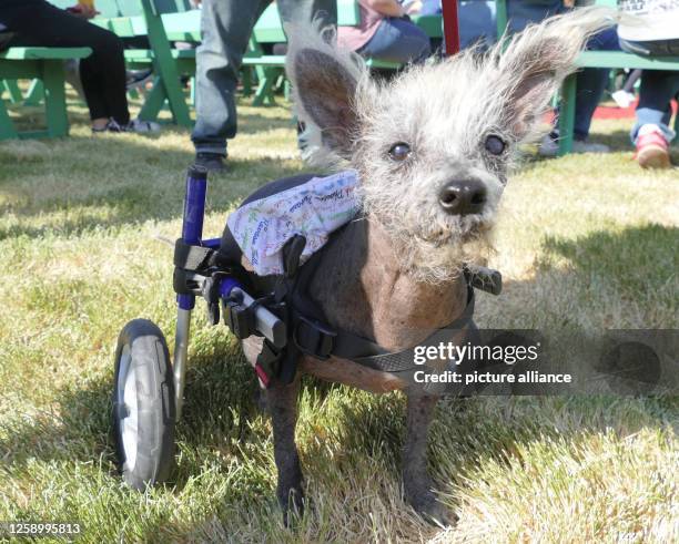 June 2023, USA, Petaluma: Scooter, a seven-year-old Chinese crested dog, in his running wheel frame after winning first place in the "World's Ugliest...