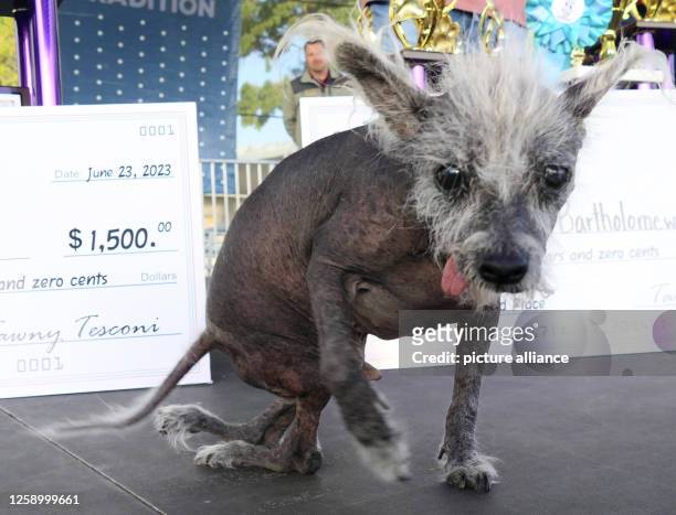 Dpatop - 23 June 2023, USA, Petaluma: Scooter, a seven-year-old Chinese crested dog, sits on stage after winning first place in the "World's Ugliest...