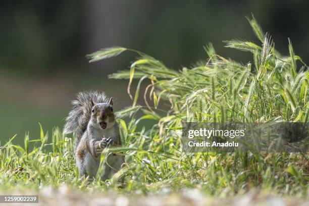 Squirrel is seen at Valentines Park in London, United Kingdom on June 24, 2023.