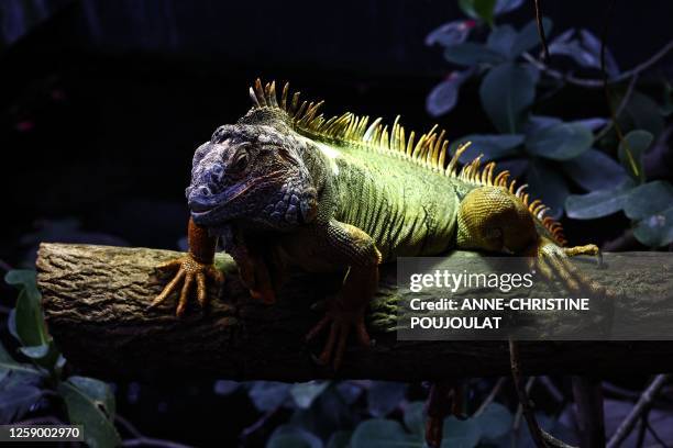 Green iguana is pictured on April 18, 2023 in the tropical greenhouse at the Paris zoological Park also known as the "Zoo de Vincennes" in Vincennes,...