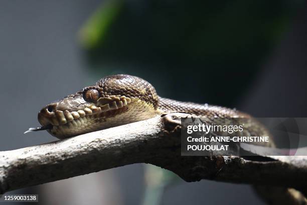 An amazon tree boa is pictured on April 19, 2023 in the tropical greenhouse at the Paris zoological Park also known as the "Zoo de Vincennes" in...