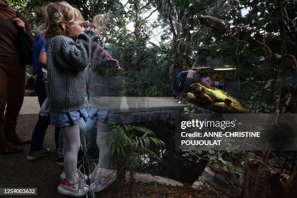 Child observes a green iguana on April 18, 2023 at the Paris zoological Park also known as the "Zoo de Vincennes" in Vincennes, outside Paris.