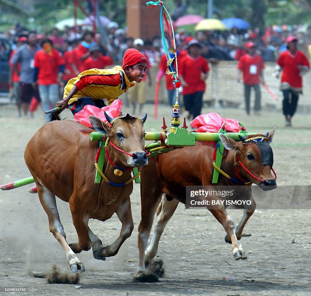 TOPSHOT-INDONESIA-ANNIVERSARY-COW-RACE