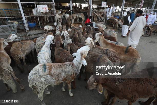 Goats and sheep are seen at a livestock market ahead of Muslim holy festival Eid-Al-Adha in Mecca, Saudi Arabia on June 24, 2023. Muslims around the...