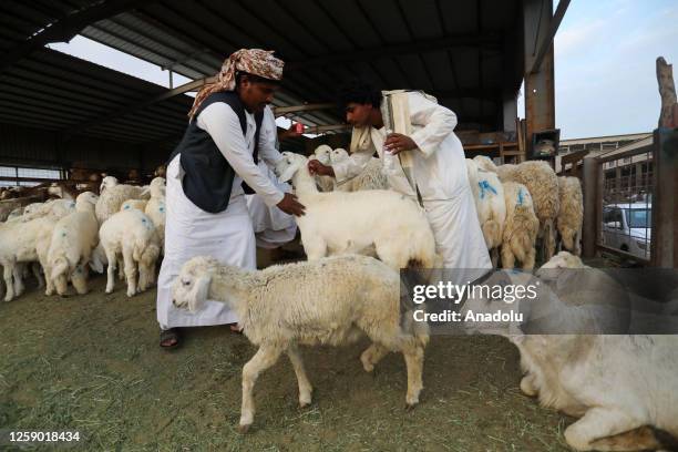 Goats and sheep are seen at a livestock market ahead of Muslim holy festival Eid-Al-Adha in Mecca, Saudi Arabia on June 24, 2023. Muslims around the...