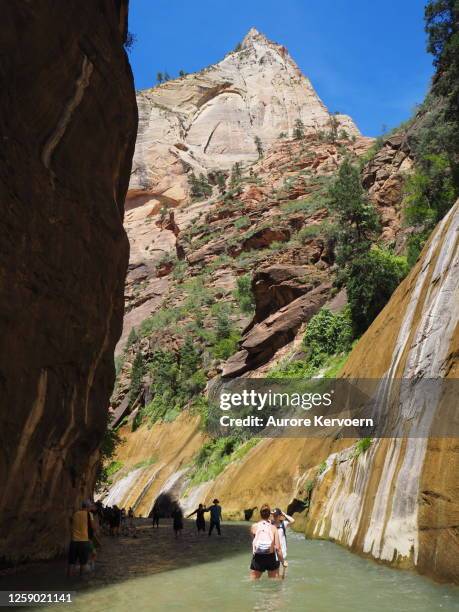 zion narrows, utah, usa - zion narrows stock pictures, royalty-free photos & images