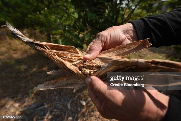 Farmer holds a stunted ear of corn during a heat wave in Angel R. Cabada, Veracruz state, Mexico, on Saturday, June 24, 2023. There is a 50% chance...