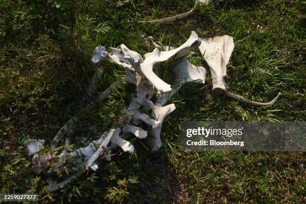 Skeletal remains of a cow during a heat wave in Angel R. Cabada, Veracruz state, Mexico, on Saturday, June 24, 2023. There is a 50% chance above...
