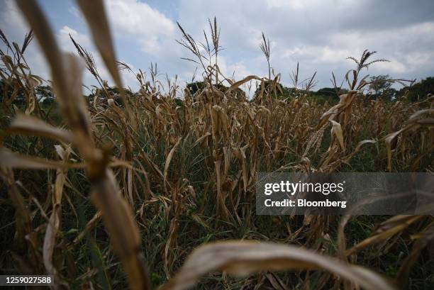 Dried corn plants during a heat wave in Angel R. Cabada, Veracruz state, Mexico, on Saturday, June 24, 2023. There is a 50% chance above normal...