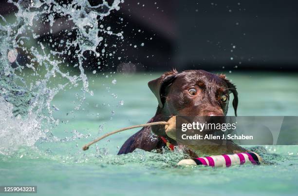 Huntington Beach, CA Lola, a Chocolate Labrador, trained by Colette Cuadrado, tries to grab two toys in the water after leap for one of them in the...