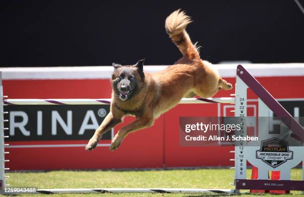 Huntington Beach, CA Jedi, a Belgian Tervuren, jumps over a hurdle as guided by trainer Beverly Serafica, not pictured, in the Incredible Agility...