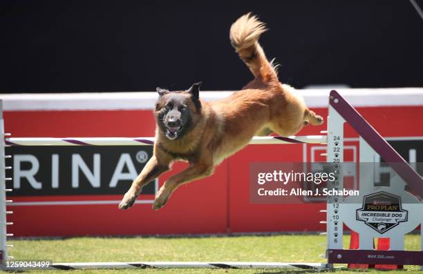 Huntington Beach, CA Jedi, a Belgian Tervuren, jumps over a hurdle in the Incredible Agility Competition in the The Purina Pro Plan Incredible Dog...