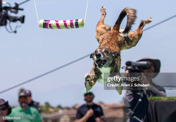 Huntington Beach, CA Heathen, a Border Whippet, leaps but misses a toy in the Incredible Fetch It! Competition in the The Purina Pro Plan Incredible...