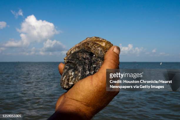 Runt Nelson with Jeri's Seafood holds an oyster from a reef in Galveston's East Bay Monday, Aug. 17 in Smith Point. SPECIAL SERIES: THE STATE OF THE...