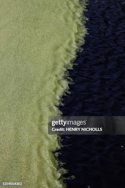 Duckweed, also called lemnoideae, covers the water of a dock by the river Thames, on the Isle of dogs, facing Canary Wharf district, in London, on...