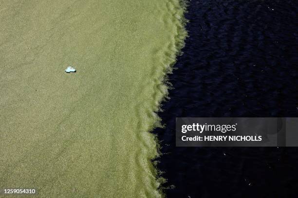 Duckweed, also called lemnoideae, covers the water of a dock by the river Thames, on the Isle of dogs, facing Canary Wharf district, in London, on...