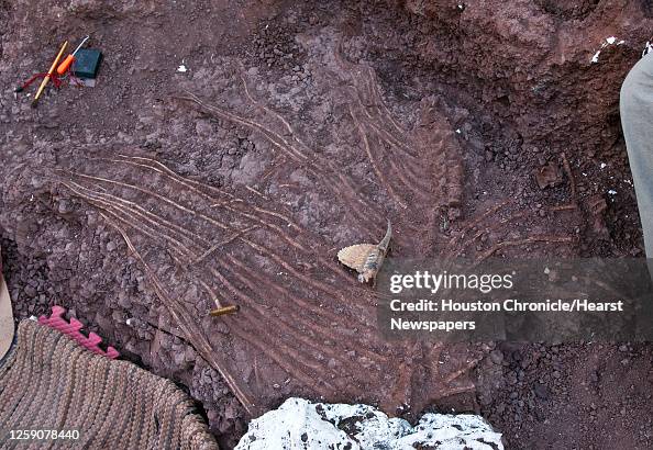 A model Dimetrodon withe the Dimetrodon fossils during a Houston ...