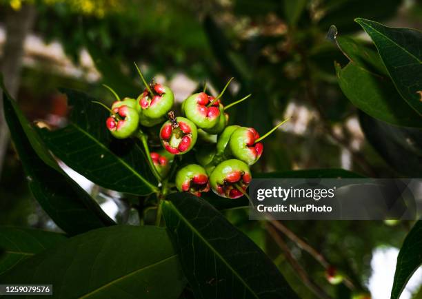 The wax apple known as Java apple, Semarang rose-apple, and wax jambu is a tropical fruit that belongs to the genus Syzygium in the family Myrtaceae...