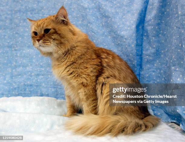 Siberian cat during the 59th Annual Charity Cat Show at the George R. Brown Convention Center Saturday, Aug. 27 in Houston.