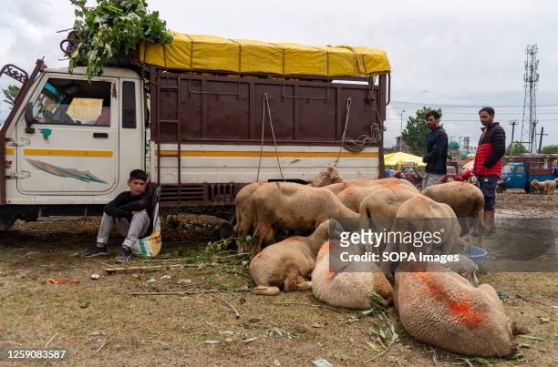 Boy sits next to sacrificial animals as he waits for customers at a livestock market ahead of Islamic festival Eid ul Adha. Eid-Ul-Adha, also known...