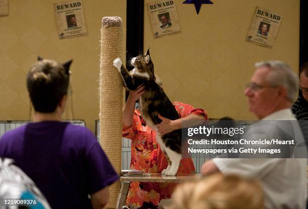 Maine Coon kitten during the judging at the South Central Regional International Cat Show at the Houston Marriott North Saturday, Aug. 3 in Houston.