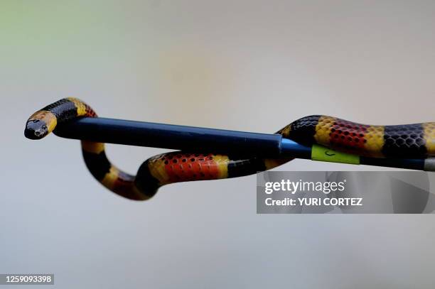 Poisonous Costa Rican Coralsnake is pictured on April 12, 2010 at the serpentarium of the Clodomiro Picado Institute in Coronado, some 8 kilometers...