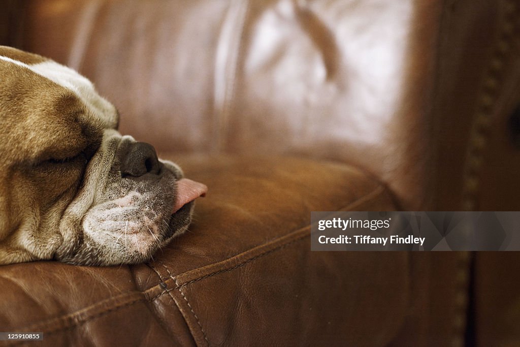 English Bulldog on couch